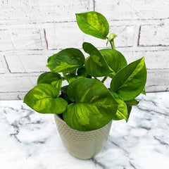 15 - 25cm Epipremnum Global Green Pothos 12cm Pot House Plant House Plant