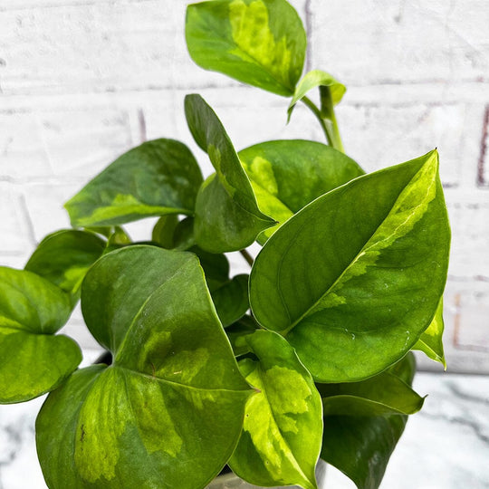 Pothos sunlight requirements: A complete guide – Plants For All Seasons