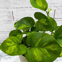 15 - 25cm Epipremnum Global Green Pothos 12cm Pot House Plant House Plant