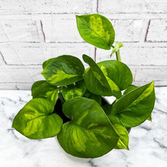 15 - 25cm Epipremnum Global Green Pothos 12cm Pot House Plant House Plant