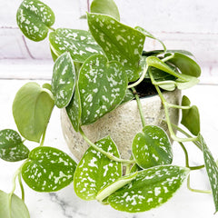15 - 25cm Epipremnum Pictus Argyraeus Silver Pothos12cm Pot House Plant House Plant