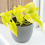 15 - 25cm Epipremnum Golden Pothos 12cm Pot House Plant
