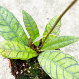 15 - 25cm Hoya Callistophylla Wax House Plant in 12cm Pot House Plant