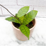 15 - 25cm Hoya Callistophylla Wax House Plant in 12cm Pot House Plant