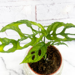 15 - 25cm Monstera Oblique Peru Obliqua 12cm Pot Potted Houseplants
