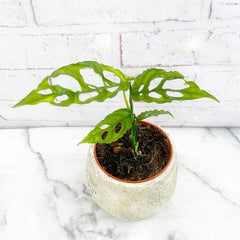 15 - 25cm Monstera Oblique Peru Obliqua 12cm Pot Potted Houseplants