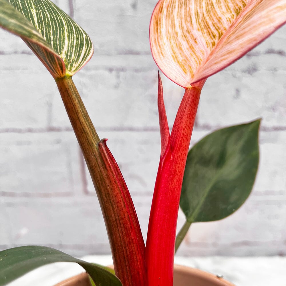 15 - 25cm Philodendron Birkin Dark Form 9cm Pot House Plant House Plant
