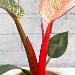 15 - 25cm Philodendron Birkin Dark Form 9cm Pot House Plant House Plant