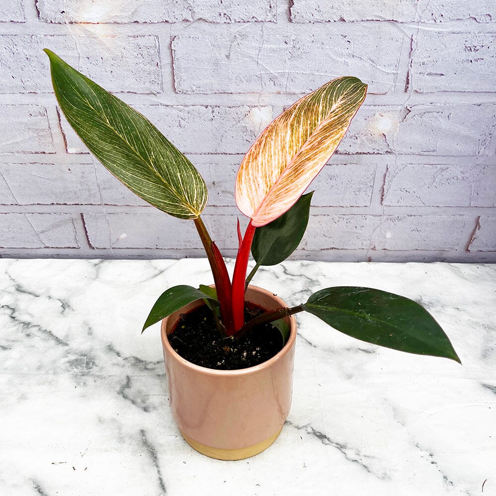 15 - 25cm Philodendron Birkin Dark Form 9cm Pot House Plant House Plant