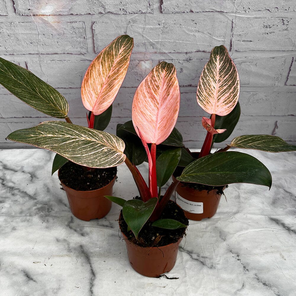 15 - 25cm Philodendron Birkin Dark Form 9cm Pot House Plant House Plant