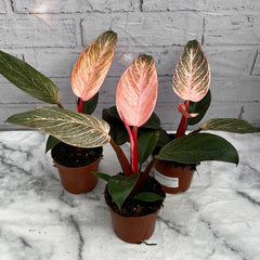 15 - 25cm Philodendron Birkin Dark Form 9cm Pot House Plant House Plant
