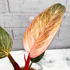 15 - 25cm Philodendron Birkin Dark Form 9cm Pot House Plant House Plant