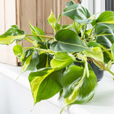 15 - 25cm Philodendron Brazil Pothos 12cm Pot House Plant