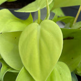 15 - 25cm Philodendron Lemon Micans Pothos 12cm Pot House Plant House Plant