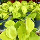 15 - 25cm Philodendron Lemon Micans Pothos 12cm Pot House Plant House Plant