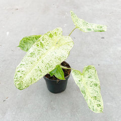 15 - 25cm Philodendron Paraiso Verde Variegated House Plant 12cm Pot House Plant