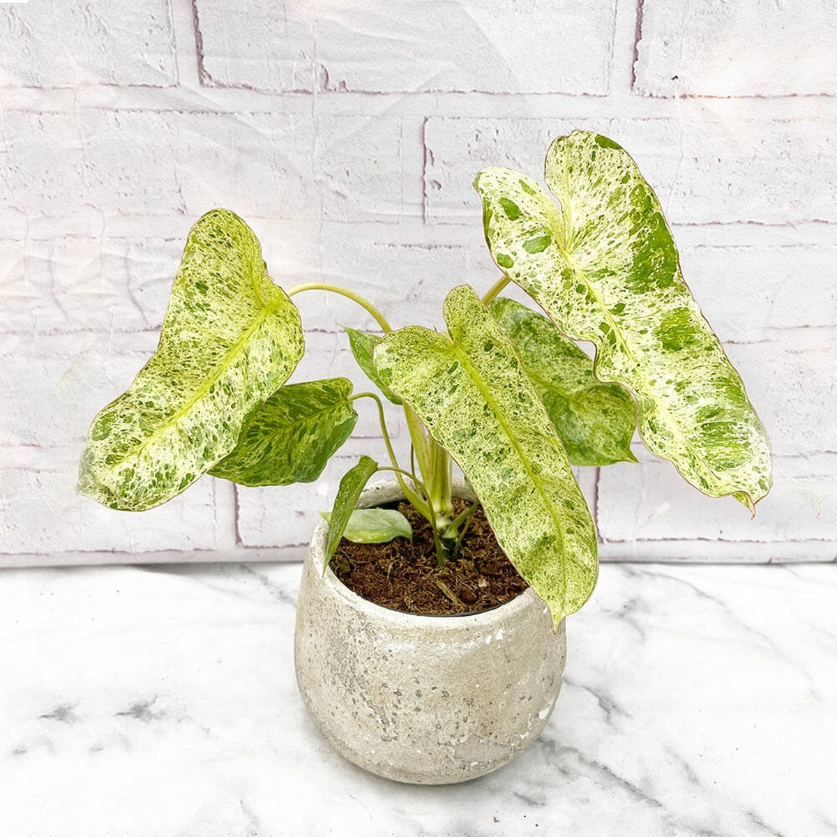 15 - 25cm Philodendron Paraiso Verde Variegated House Plant 12cm Pot House Plant