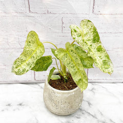 15 - 25cm Philodendron Paraiso Verde Variegated House Plant 12cm Pot House Plant