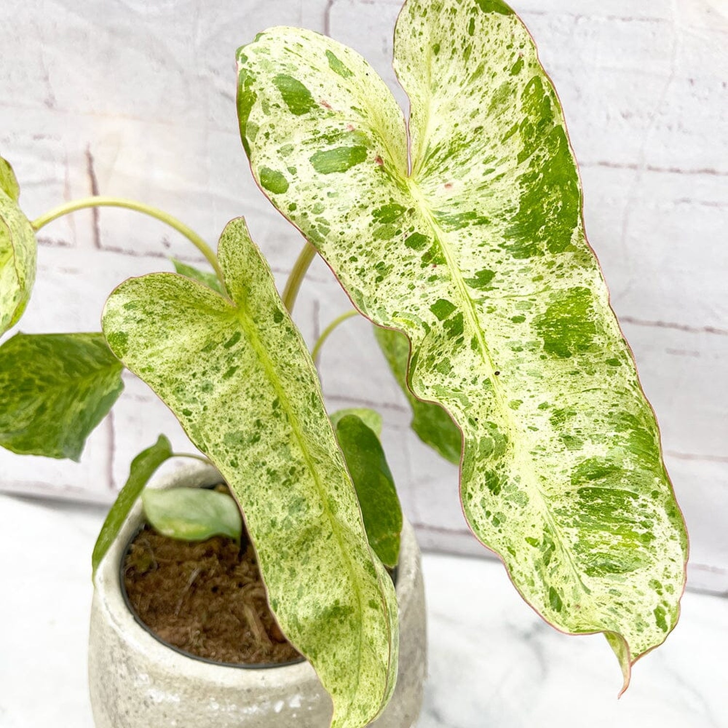 15 - 25cm Philodendron Paraiso Verde Variegated House Plant 12cm Pot House Plant