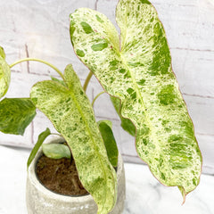 15 - 25cm Philodendron Paraiso Verde Variegated House Plant 12cm Pot House Plant