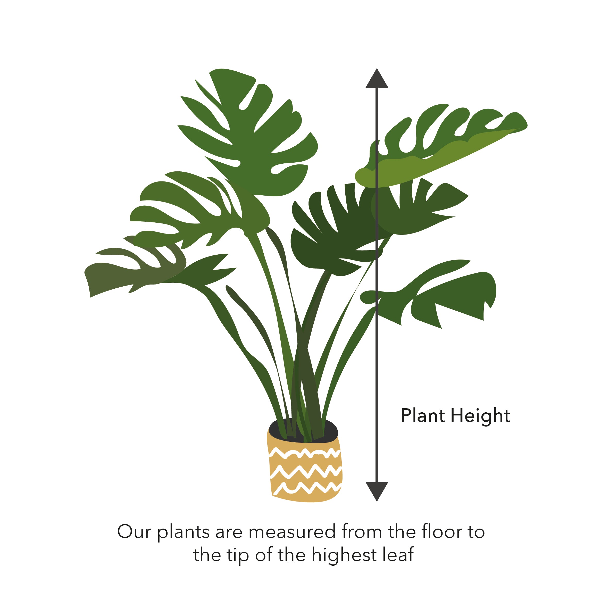 15 - 25cm Philodendron Scandens Pothos 12cm Pot House Plant House Plant