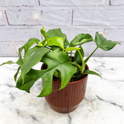 20 - 35cm Rhaphidophora Tetrasperma 12cm Pot House Plant