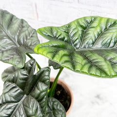 15- 30cm Alocasia Sinuata Elephant Ear 11cm Pot House Plant House Plant