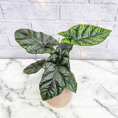 15- 30cm Alocasia Sinuata Elephant Ear 11cm Pot House Plant House Plant