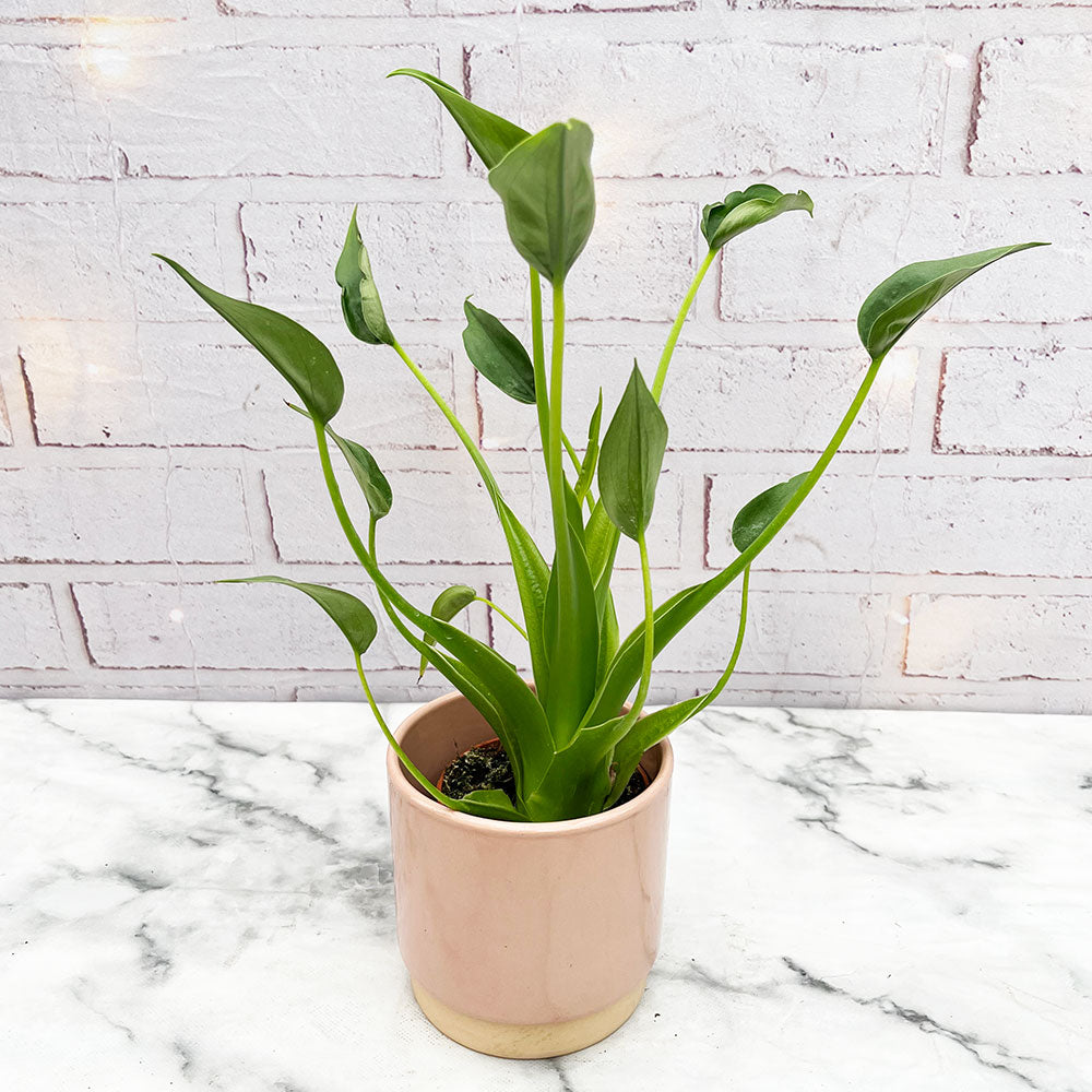 15 - 30cm Alocasia Tiny Dancer 9cm Pot House Plant
