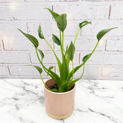 15 - 30cm Alocasia Tiny Dancer 9cm Pot House Plant