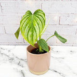 15 - 30cm Philodendron Mamei 9cm Pot House Plant