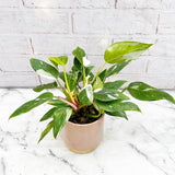 15 - 30cm Philodendron White Princess 10.5cm Pot House Plant