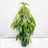 130 - 140cm Ficus Binnendijkii Amstel King Rubber Plant 27cm Pot House Plant