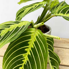 20 - 25cm Maranta Lemon Lime Prayer Plant 12cm Pot House Plant House Plant