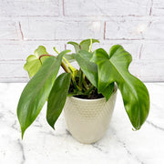 20 - 25cm Philodendron Florida Green 12cm Pot House Plant