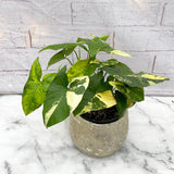 20 - 25cm Syngonium Aurea Arrowhead Plant 12cm Pot House Plant
