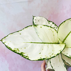 20 - 30cm Aglaonema White Joy Chinese Evergreen 12cm Pot House Plant House Plant