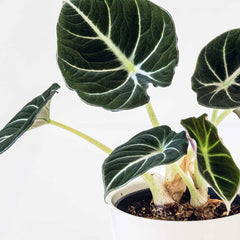 20 - 30cm Alocasia Black Velvet Elephant Ear 14cm Pot House Plants
