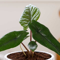 20 - 30cm Alocasia Scalprum Elephant Ear 14cm Pot House Plant House Plant