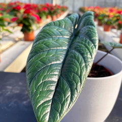 20 - 30cm Alocasia Scalprum Elephant Ear 14cm Pot House Plant House Plant