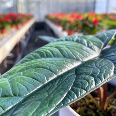 20 - 30cm Alocasia Scalprum Elephant Ear 14cm Pot House Plant House Plant