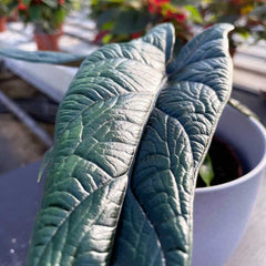20 - 30cm Alocasia Scalprum Elephant Ear 14cm Pot House Plant House Plant