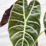 20 - 30cm Alocasia Watsonia Elephant Ear 10cm Pot House Plant House Plant