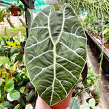 20 - 30cm Alocasia Watsonia Elephant Ear 14cm Pot House Plant House Plant