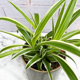 20 - 30cm Chlorophytum Comosum Spider Houseplant 13cm Pot House Plant