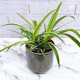 20 - 30cm Chlorophytum Comosum Spider Houseplant 13cm Pot House Plant