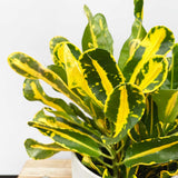 20 - 30cm Croton Yellow Banana Codiaeum 13cm Pot House Plant House Plant