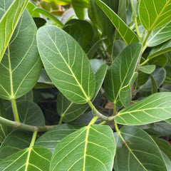 20 - 30cm Ficus Audrey Rubber Plant 12cm Pot House Plant House Plant