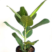 50 - 60cm Ficus Benghalensis Audrey Rubber Plant 17cm Pot House Plant