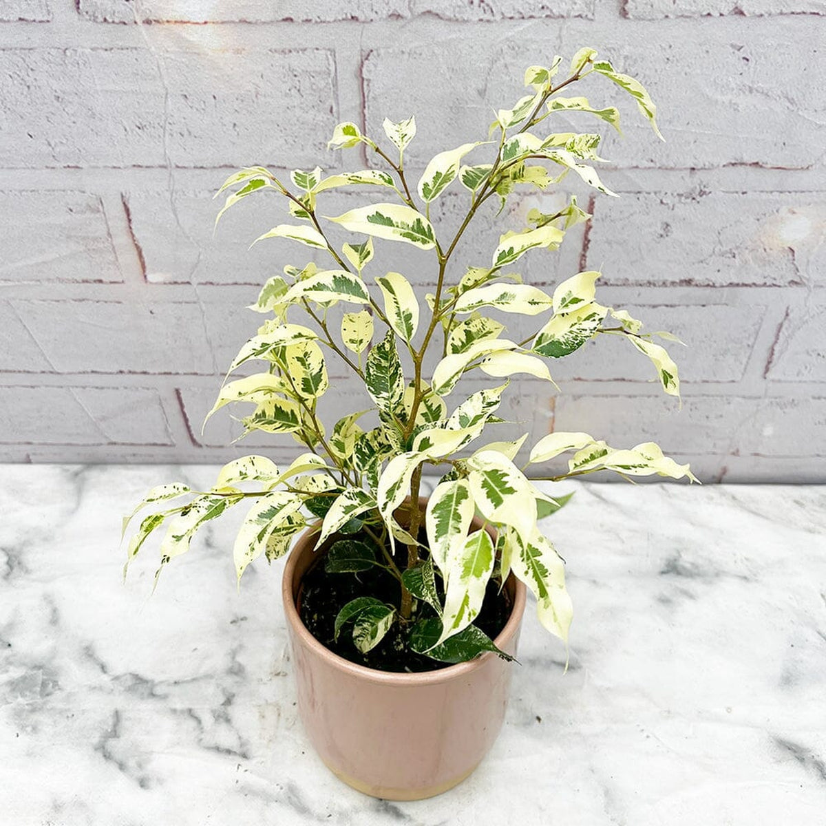 20- 30cm Ficus Eldorado 10cm Pot House Plant House Plant